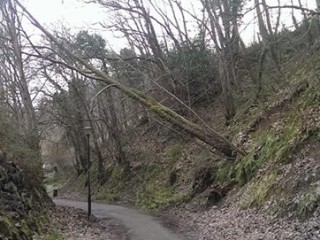 El árbol en la senda de Rioturbio