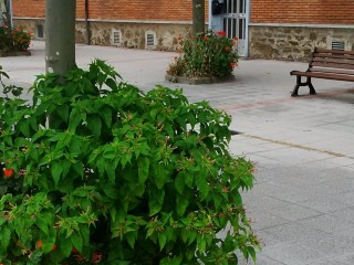 ¿Manglares? No, ¡Mieres!