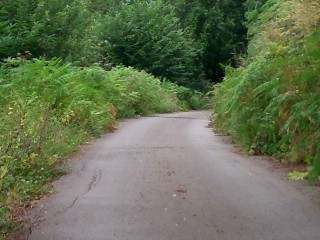 Carreteras y caminos en la zona de La Pereda cubiertos de maleza