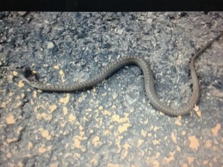 El abandono de Figaredo provoca la proliferación de culebras