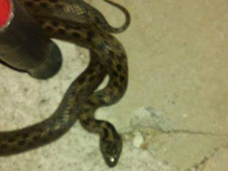 Una nueva víbora en nuestro municipio
